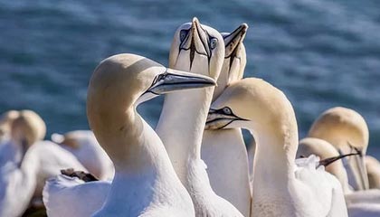 开云娱乐-打花了！姜至鹏角球开出，本科维奇力压后卫头球抢点完成梅开二度