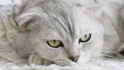 当选周最佳球员！从替补到全明星！杰伦杜伦：底特律的沉默巨人