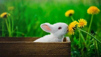 当选周最佳球员！从替补到全明星！杰伦杜伦：底特律的沉默巨人